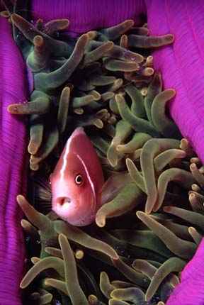 Pink Anemonefish in semi-closed anemone, along with cleaner shrimp; Wakatobi Resort, Sulawesi, Indonesia