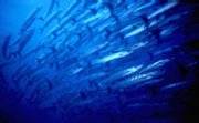Barracuda school, Banda Sea, Indonesia