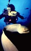 Green moray and another photographer; Guanaja, Bay Islands, Honduras