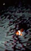Clown fish in purple anemone; Palau, Micronesia